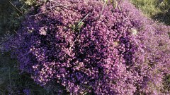 Erica umbellata