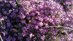 Erica umbellata
