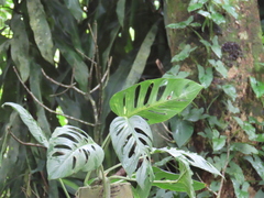 Monstera adansonii image