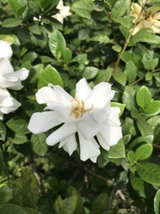 Gardenia jasminoides