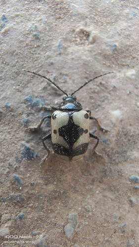 Gallerucida nigropicta