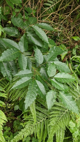 Image of Fraxinus insularis by (c) 許文俊, some rights reserved (CC BY-SA)