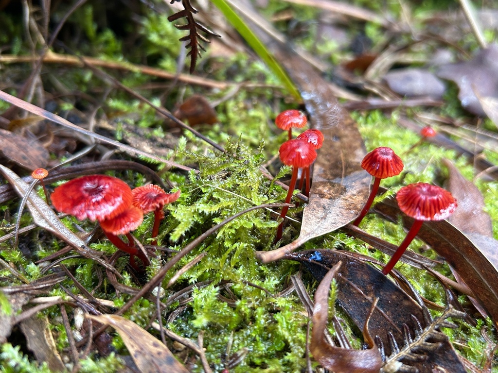 Ruby Bonnot ruby bonnet from The Grange Reserve, Clayton South, VIC, AU on April 11 ...