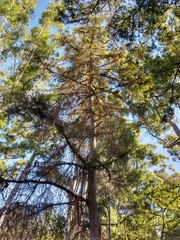 Cupressus pendula