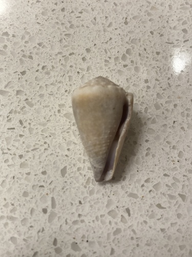 Conus lividus observed 2024-04-10