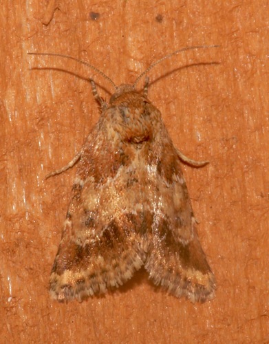 Sordid Flower Moth photo 4