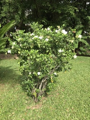 Gardenia jasminoides
