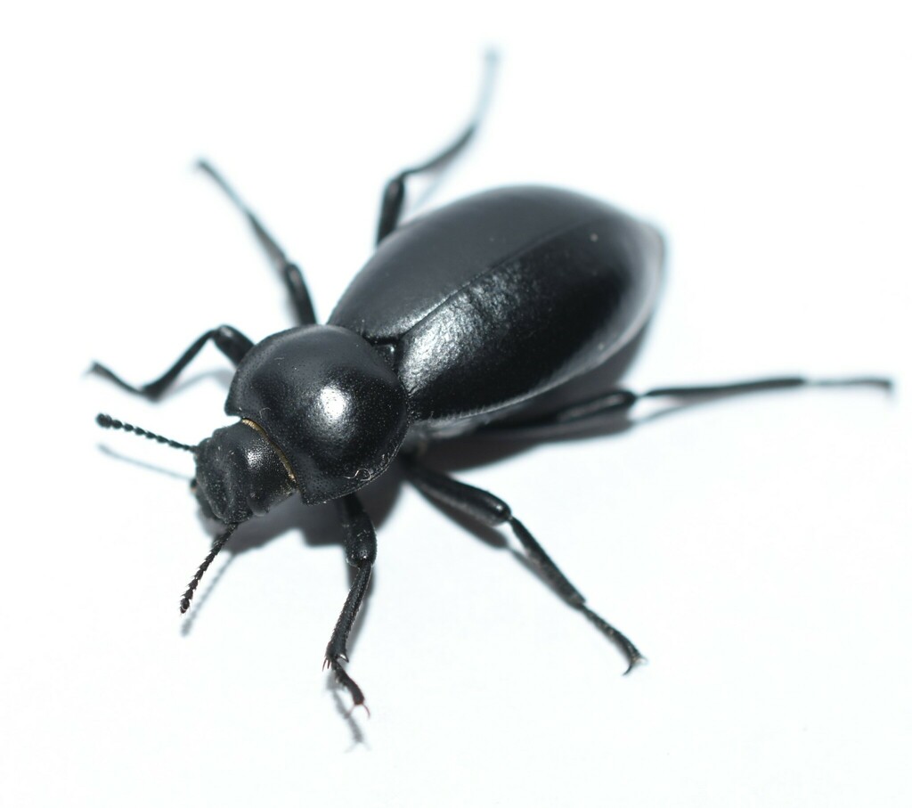 Stenomorpha lecontei