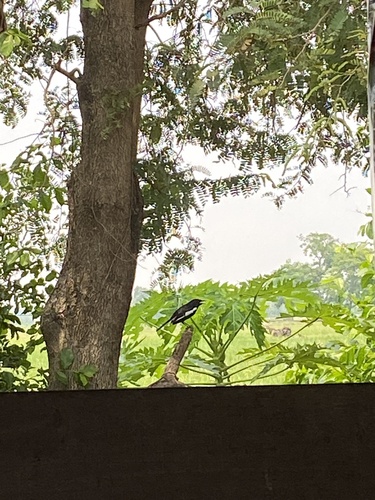 Oriental Magpie-Robin