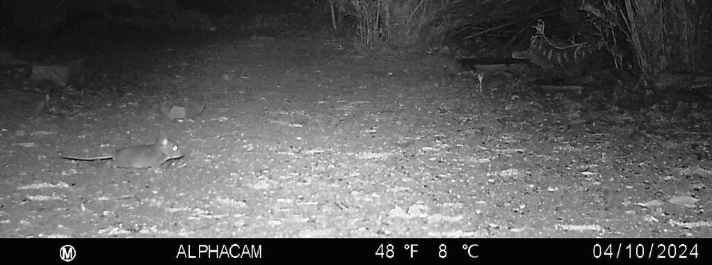 Bryant's Woodrat in April 2024 by John F. Green. M2L0P55E80A96B282C04 ...