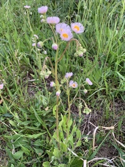 Erigeron philadelphicus