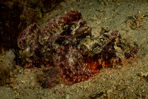 Poss' scorpionfish (Scorpaenopsis possi) — Scorpaenidae — 5