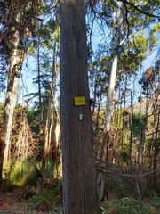 Cupressus pendula
