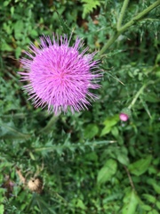 Cirsium japonicum australe