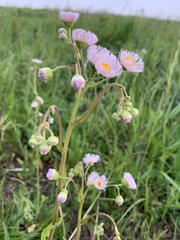 Erigeron philadelphicus