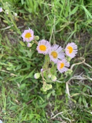 Erigeron philadelphicus