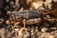 Cophogryllus