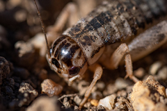 Cophogryllus