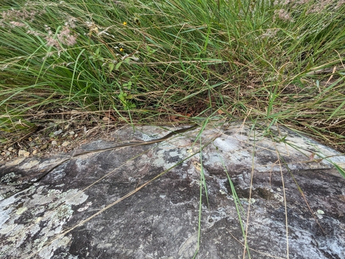 Common Tree Snake sighting