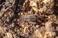 Cophogryllus