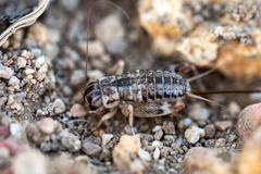 Cophogryllus