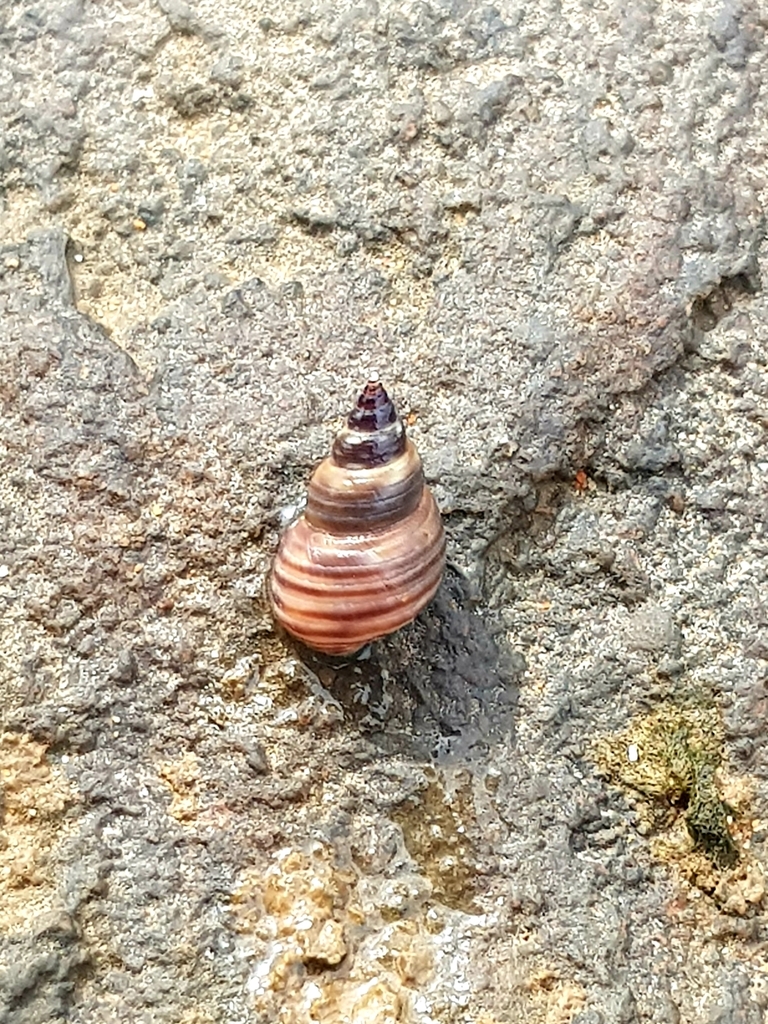 Littoraria sulculosa