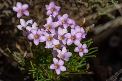 Oxalis polyphylla