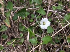 Convolvulus waitaha