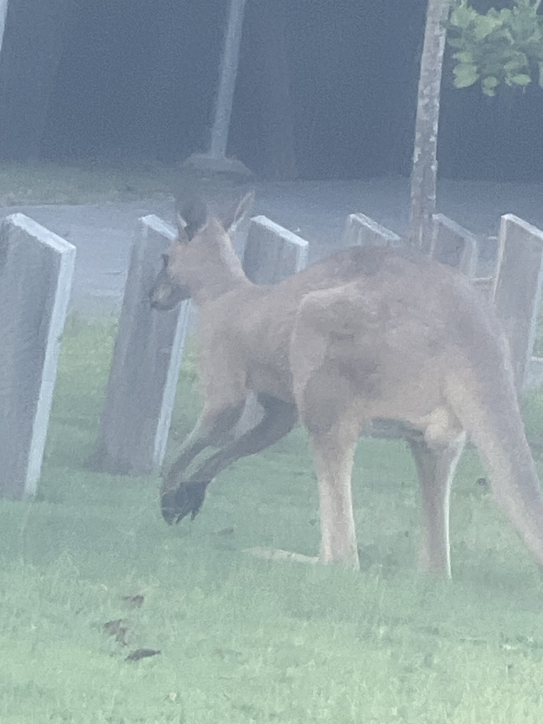 eastern-grey-kangaroo-from-carew-st-yarrabilba-qld-au-on-april-11