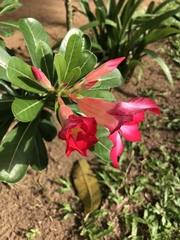 Adenium obesum