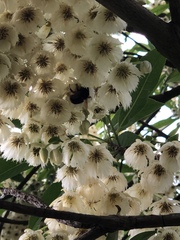 Bombus eximius