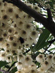 Bombus eximius