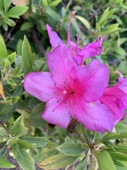 Rhododendron