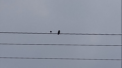 Acridotheres javanicus