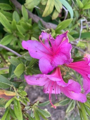 Rhododendron