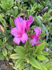 Rhododendron