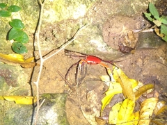 Tiwaripotamon edostilus