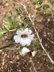 Petalidium aromaticum aromaticum