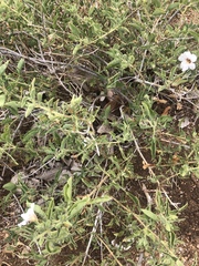 Petalidium aromaticum aromaticum