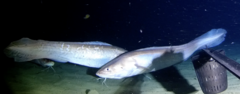 Pink Cusk-Eel photo 4