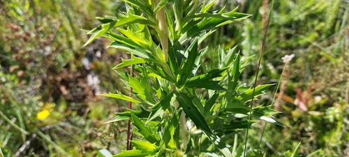 Giant Caperose (Cliffortia phillipsii)