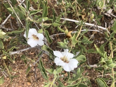 Petalidium aromaticum aromaticum