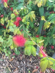 Calliandra tergemina emarginata
