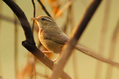 Aberrant Bush Warbler photo 1