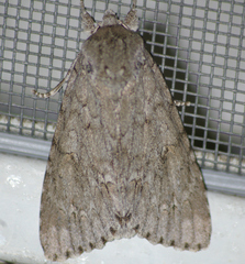 Acronicta impleta