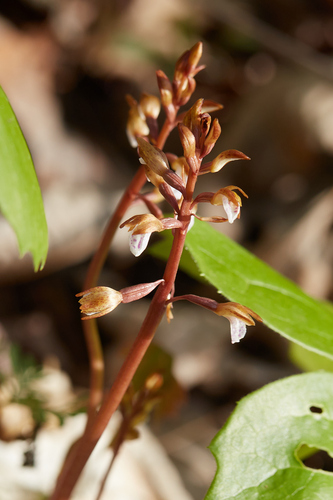 Spring coralroot (Corallorhiza wisteriana)