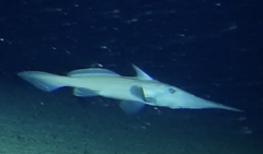 Pacific Spookfish photo 1