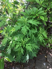 Artemisia princeps