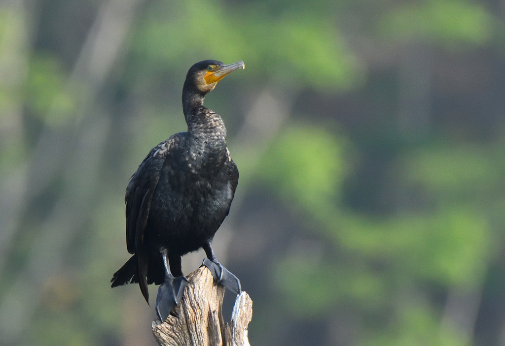 Grand Cormoran