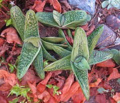 Gasteria